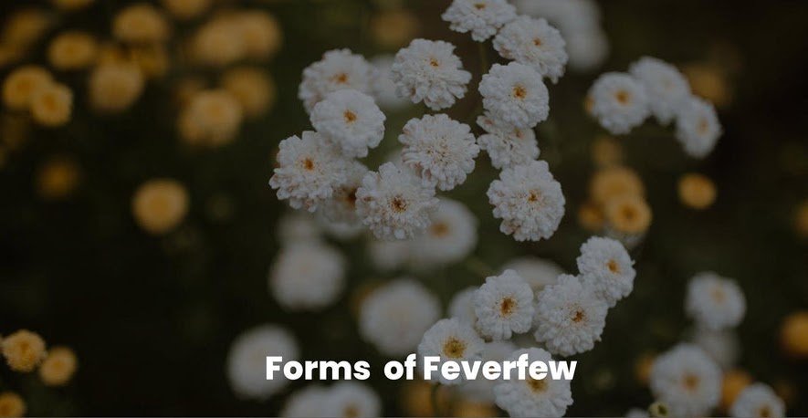 FEVERFEW HERB for Migraines